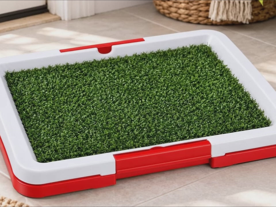 Cream Pomeranian approaches and steps onto a three-layer indoor dog potty in a bright home.
